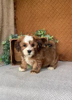 Carla, a female Havanese for sale in New Holland, PA – 3 of 4