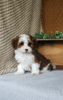 Dawson, a male Havanese for sale in New Holland, PA – 2 of 7