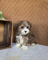Liam, a male Havanese for sale in New Holland, PA – 2 of 6