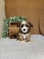 Ayla, a female Havanese for sale in New Holland, PA – 4 of 4