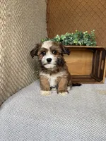 Ayla, a female Havanese for sale in New Holland, PA – 3 of 4