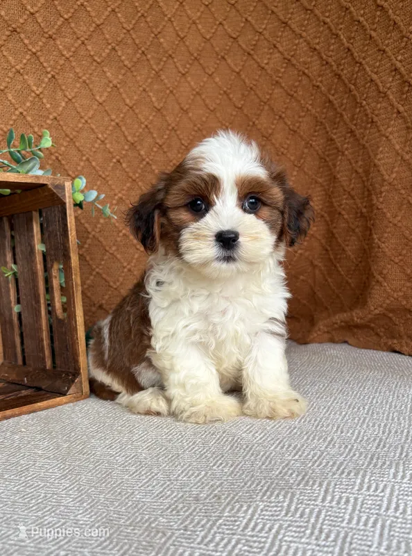 Cocoa  – Havanese puppy for sale in New Holland, PA