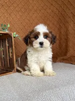 Cocoa , a female Havanese for sale in New Holland, PA – 1 of 3