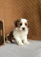 Gunner, a female Havanese for sale in New Holland, PA – 3 of 4