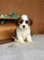 Cocoa , a female Havanese for sale in New Holland, PA – 3 of 3