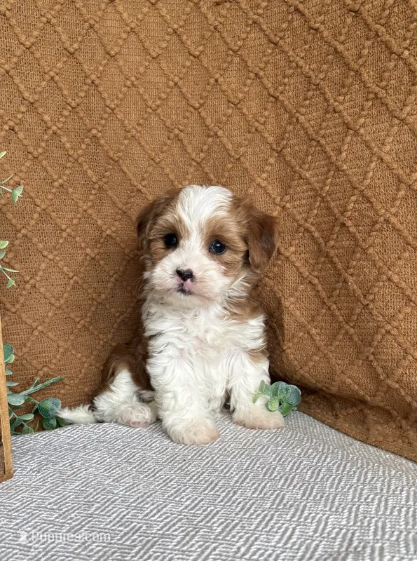 Denali – Havanese puppy for sale in New Holland, PA