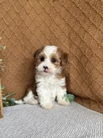 Denali, a female Havanese for sale in New Holland, PA – 1 of 5