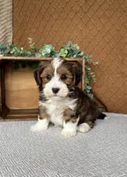 Dusty, a male Havanese for sale in New Holland, PA – 4 of 5