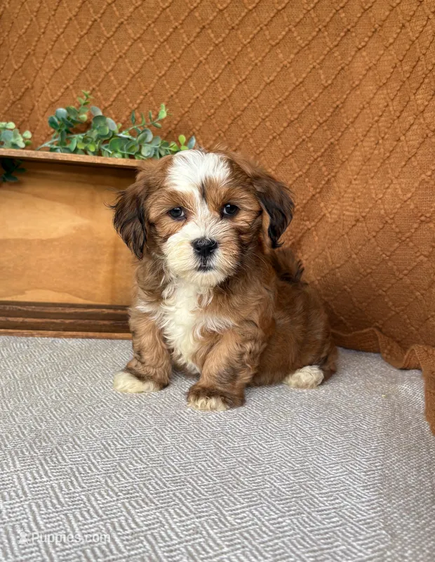 Carla – Havanese puppy for sale in New Holland, PA