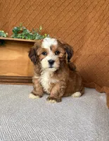 Carla, a female Havanese for sale in New Holland, PA – 1 of 4
