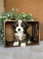 Lindy, a female Havanese for sale in New Holland, PA – 4 of 5