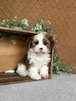 Dawson, a male Havanese for sale in New Holland, PA – 3 of 4
