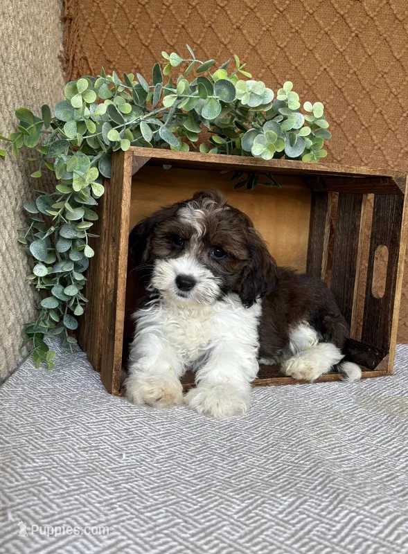 Adam – Havanese puppy for sale in New Holland, PA