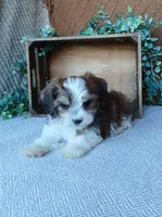 Patrick , a male Havanese for sale in New Holland, PA – 3 of 5