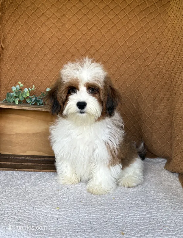 Cocoa  – Havanese puppy for sale in New Holland, PA