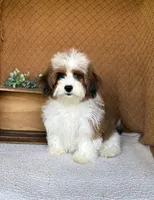 Cocoa , a female Havanese for sale in New Holland, PA – 1 of 8
