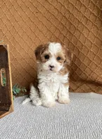 Denali, a female Havanese for sale in New Holland, PA – 2 of 5