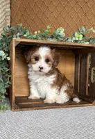 Denali, a female Havanese for sale in New Holland, PA – 4 of 5