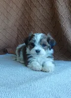 Pebbles , a male Havanese for sale in New Holland, PA – 3 of 5