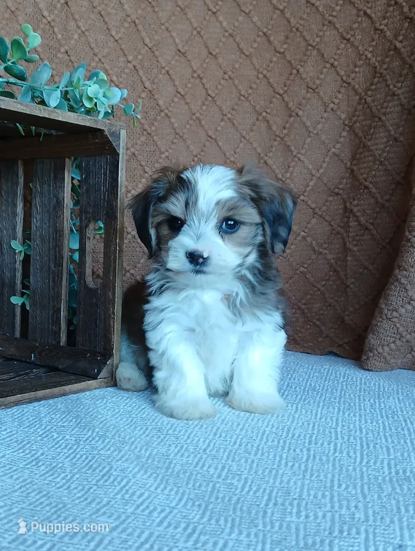 Patrick  – Havanese puppy for sale in New Holland, PA