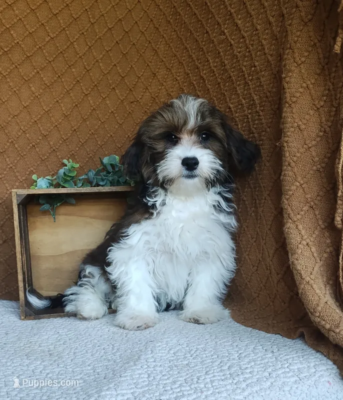 Adam – Havanese puppy for sale in New Holland, PA