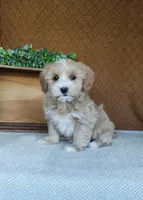 Basil, a female Havanese for sale in New Holland, PA – 1 of 3
