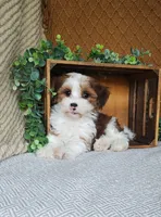 Dawson, a male Havanese for sale in New Holland, PA – 3 of 7