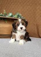 Dusty, a male Havanese for sale in New Holland, PA – 3 of 5
