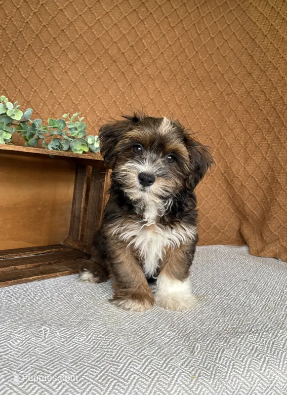 Amigo – Havanese puppy for sale in New Holland, PA