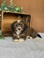 Lisa, a female Havanese for sale in New Holland, PA – 5 of 5