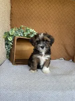 Amigo, a male Havanese for sale in New Holland, PA – 5 of 5