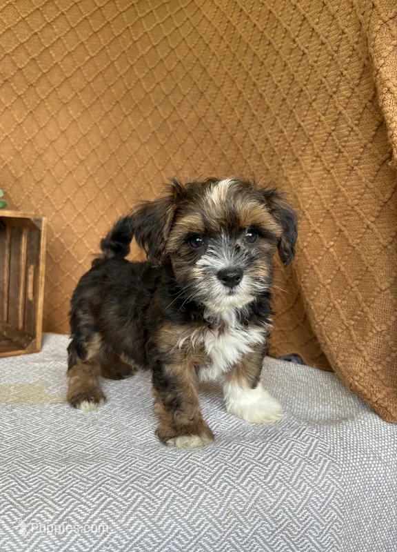 Amigo – Havanese puppy for sale in New Holland, PA
