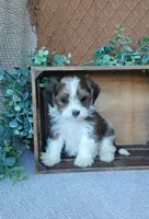 Pebbles , a male Havanese for sale in New Holland, PA – 2 of 5