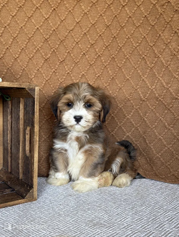 Liam – Havanese puppy for sale in New Holland, PA