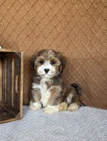 Liam, a male Havanese for sale in New Holland, PA – 1 of 6