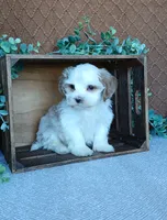Phoenix, a male Havanese for sale in New Holland, PA – 2 of 4