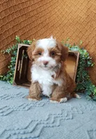 processed/2f88d955-71be-49b8-899f-bad3d833a4ea/listing/ec6f2997-164d-433c-b071-d30de9a9caca/1433c3a6-67e9-443f-8504-98bb64811f37