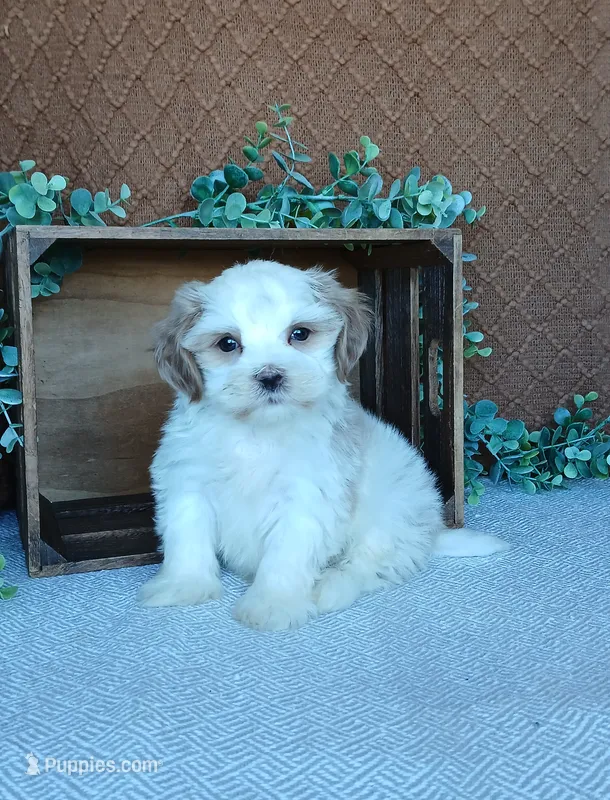 Phoenix, a male Havanese for sale in New Holland, PA – 1 of 4