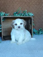 Phoenix, a male Havanese for sale in New Holland, PA – 1 of 4