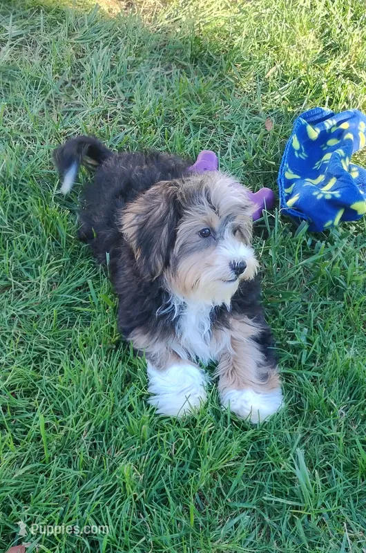 Jasper – Havanese puppy for sale in New Holland, PA