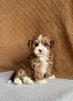 Ginger, a female Havanese for sale in New Holland, PA – 2 of 5