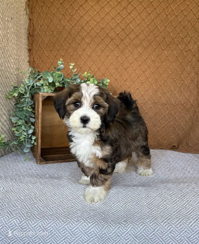 Lindy – Havanese puppy for sale in New Holland, PA