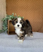 Lindy, a female Havanese for sale in New Holland, PA – 1 of 5