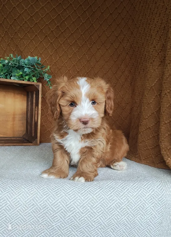 Evan – Havanese puppy for sale in New Holland, PA