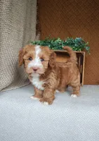 Evan, a male Havanese for sale in New Holland, PA – 2 of 4