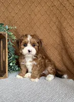 Ginger, a female Havanese for sale in New Holland, PA – 5 of 5