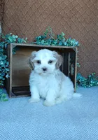 Phoenix, a male Havanese for sale in New Holland, PA – 3 of 4