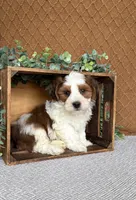 Gunner, a female Havanese for sale in New Holland, PA – 4 of 4