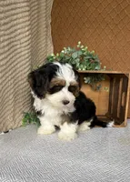 Jay, a male Havanese for sale in New Holland, PA – 3 of 3