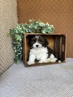 Adam, a male Havanese for sale in New Holland, PA – 4 of 4
